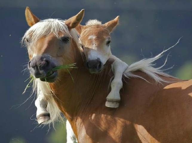  photo give-your-mom-a-hug-pony-wants-piggyback-ride-from-mom_zps69nzhnfm.jpg